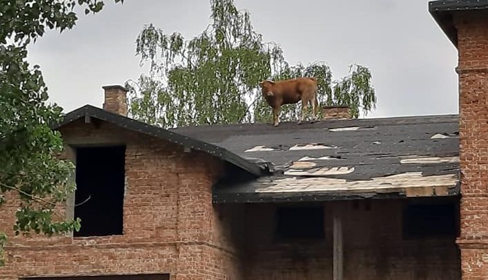 Krowa weszła na dach pałacu! Musieli ją ściągać strażacy! (fot.Ochotnicza Straż Pożarna w Sochocinie)