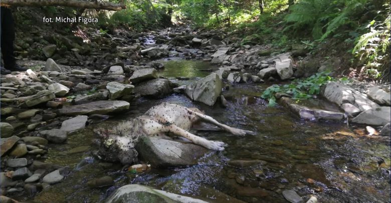 Wilk zastrzelony w Brennej! [WIDEO] Martwe zwierzę znaleziono w potoku