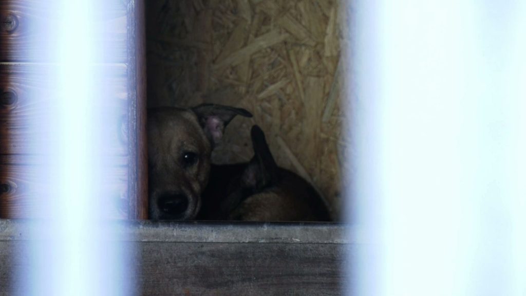 28 psów trafiło do schroniska prowadzonego przez Towarzystwo Opieki nad Zwierzętami „Fauna” w Rudzie Śląskiej po interwencji tutejszej straży miejskiej
