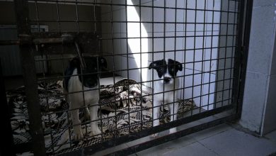 Psy do schroniska trafiły w złym stanie. Nie były co prawda niedożywione, ale oblepione odchodami. W schronisku zostały zaszczepione, odpchlone i odrobaczone