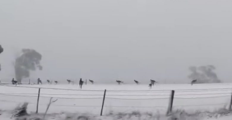 Nieprawdopodobny widok! Widzieliście kiedyś kangury skaczące po śniegu? [WIDEO] (fot. youtube.com/ODN News)