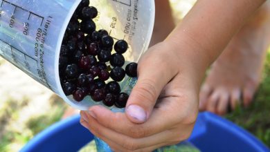 Aronia - superowoc o nadzwyczajnych właściwościach. Jakich?