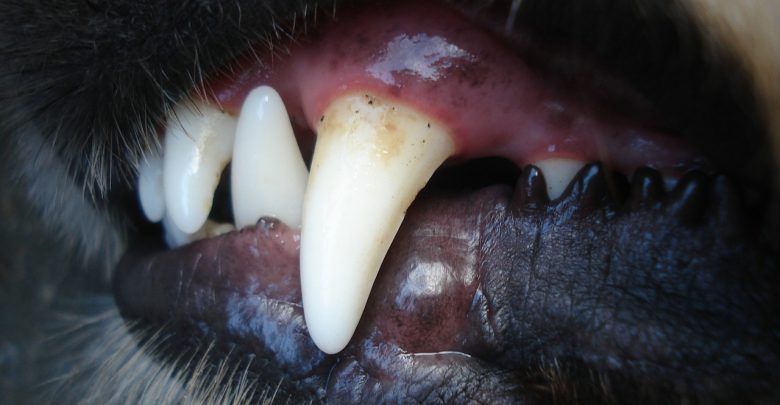 Śląskie: Pies zaatakował dziewczynkę i ugryzł ją w twarz! (fot.poglądowe - pixabay.com)