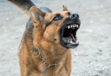 Tragedia w Jaworznie! Pies zaatakował i ugryzł dziewczynkę! (fot. pixabay.com)