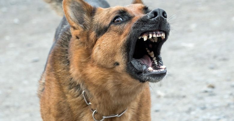 Tragedia w Jaworznie! Pies zaatakował i ugryzł dziewczynkę! (fot. pixabay.com)