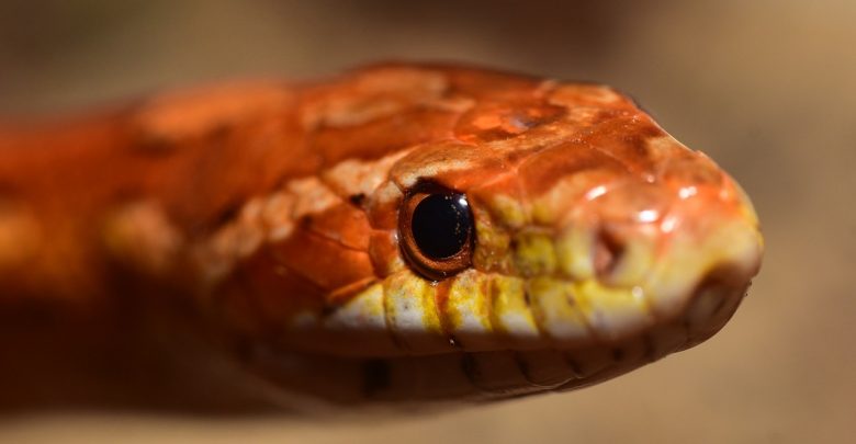 Wąż zbożowy został znaleziony w Pyskowicach. Czeka na właściciela (fot.pixabay.com)