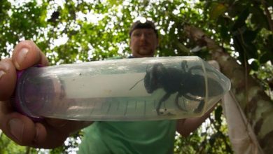 Jednak nie wyginęła! Oto największa pszczoła na świecie