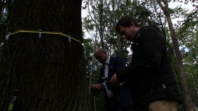 Od kilku dni urzędnikom w Dąbrowie Górniczej pomaga w tym specjalistyczne urządzenie - akustyczny tomograf komputerowy