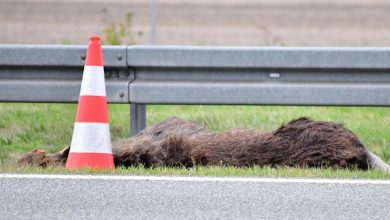 Łoś wbiegł na autostradę i zderzył się z trzema autami. Są ranni (fot.Policja Łódzka))