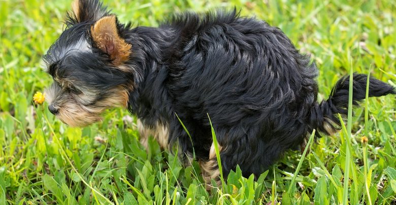 Tychy: Tony psich odchodów na trawnikach. W mieście ruszyła kampania "Kup psa nie zostawiam!" (fot.poglądowe/www.pixabay.com)