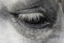 Śląskie: Zderzenie osobówki z koniem. Zwierzę nie przeżyło (fot.poglądowe/www.pixabay.com)