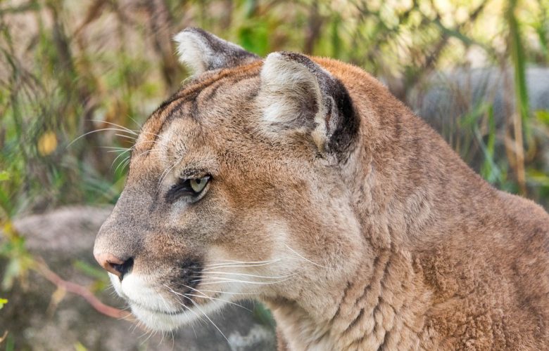 Śląskie: Puma wciąż na wolności! Drapieżnika widziano w Bieruniu, urząd wydał OSTRZEŻENIE! (fot.pixabay)