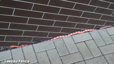 Zablokował drzwi wejściowe w bloku. 1,5 metrowy wąż trafił pod opiekę weterynarza (fot.Policja Lubuska)