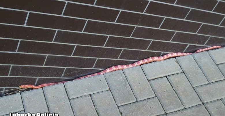 Zablokował drzwi wejściowe w bloku. 1,5 metrowy wąż trafił pod opiekę weterynarza (fot.Policja Lubuska)