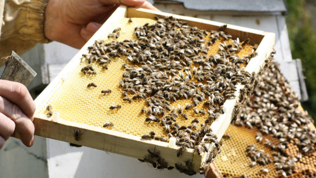 Coraz więcej pszczół w woj.śląskim! W tym roku stanęło aż 750 nowych uli