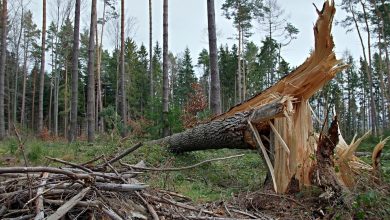 Poniedziałkowe wichury nad Polską. Jedna osoba nie żyje, 18 zostało rannych (fot.poglądowe/www.pixabay.com)