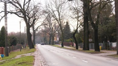 Setka dorodnych drzew pójdzie w Katowicach pod topór? Wycinka przy Owsianej budzi kontrowersje