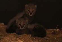 Przyszły na świat na początku października, ale dopiero teraz Śląski Ogród Zoologiczny pochwalił się małymi gepardami. Dwa małe gepardy dostały tymczasowe imiona – Malajka i Mia.