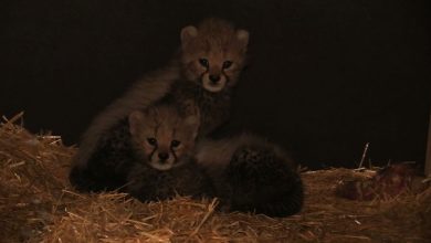 Przyszły na świat na początku października, ale dopiero teraz Śląski Ogród Zoologiczny pochwalił się małymi gepardami. Dwa małe gepardy dostały tymczasowe imiona – Malajka i Mia.