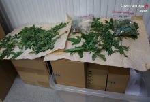 Bytom: podszedł do policjantów i spytał czy zapalą z nim jointa