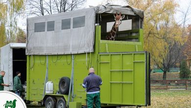 Śląski Ogród Zoologiczny. Żyrafa Luna pojechała na wycieczkę