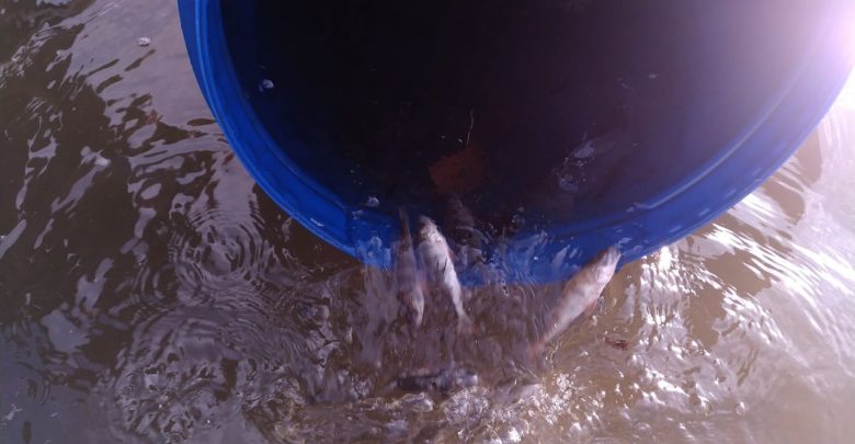 Martwe ryby w Jeziorze Żywieckim. Ryby giną w męczarniach z powodu braku tlenu (fot. SSR Żywiec - Społeczna Straż Rybacka Powiatu Żywieckiego)