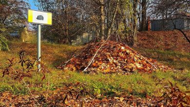 Dziś Dzień Jeża. Jaworzno i Częstochowa robią jeżo-strefy