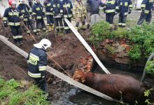 Byk wpadł do szamba [ZDJĘCIA] Uratowali go strażacy (PSP w Braniewie)