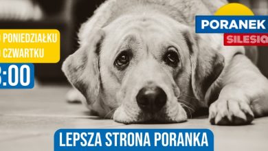 Fajerwerki - koszmar dla zwierząt (fot. pixabay.com)