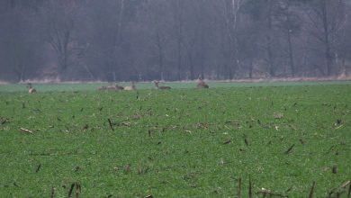 Kłusownicy dziesiątkują zwierzęta w śląskich lasach! Nikt nie jest w stanie ich powstrzymać?