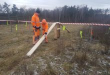 GDDKiA uniemożliwia migrację dzików. Wszystko przez groźny wirus ASF