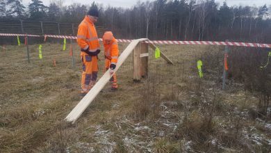 GDDKiA uniemożliwia migrację dzików. Wszystko przez groźny wirus ASF