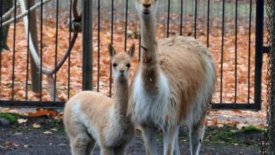 Od 1 czerwca wraca chorzowskie zoo! Po pandemicznej izolacji, czas na odwiedziny u zwierząt! [fot. Zoo w Chorzowie]