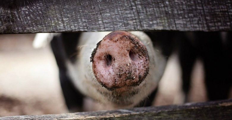 Świnie zjadły swojego właściciela?! Makabrę wyjaśnia policja! (fot.poglądowe - pixabay.com)