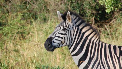 Zebra spacerująca po ulicy. Nietypowa interwencja policjantów (fot.poglądowe/www.pixabay.com)