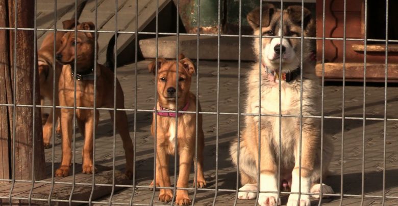 Ruda Śląska: Psy ze schroniska TOZ Fauna wywożone do Niemiec? Burza wokół bulwersującego wpisu