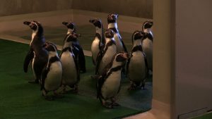 Co prawda nie z Madagaskaru, a z Ogrodu Zoologicznego w Koszycach, ale są! Po 43 latach nieobecności do Śląskiego Ogrodu Zoologicznego wracają pingwiny