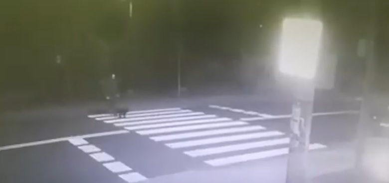 Śląskie: kierowca BMW zabił psa na przejściu dla pieszych! Cudem ominął jego właściciela [WIDEO]