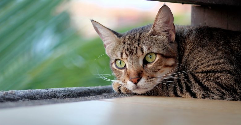 Przepisy części domów pomocy społecznej zabraniają posiadania zwierząt. Z związku z tym starszy pan musiał oddać swoją ukochaną kotkę do schroniska. [www.pixabay.com]
