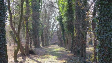 Cmentarz Tryński, u zbiegu ulic Pszczyńskiej i Kopalnianej, zostanie przekształcony w park – zdecydowali gliwiccy radni Fot. M.Foltyn/UM Gliwice