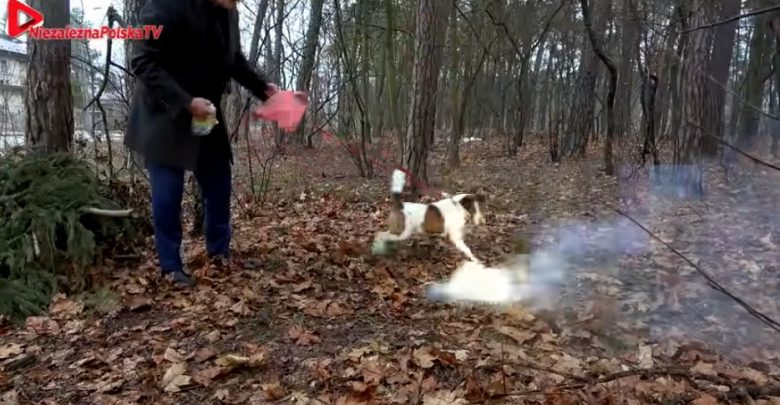 Janusz Korwin-Mikke nagrał kontrowersyjny zdaniem wielu film, na którym swojemu psu Odiemu rzuca odpalone fajerwerki (fot.youtube.com/NPTV)