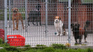 Zoofilia i eksperymenty to zwykły FAKE NEWS. Psy ze schroniska w Rudzie Śląskiej mają się dobrze