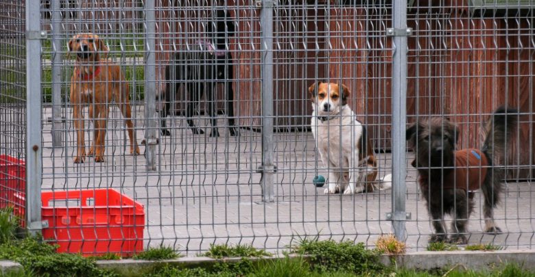 Zoofilia i eksperymenty to zwykły FAKE NEWS. Psy ze schroniska w Rudzie Śląskiej mają się dobrze
