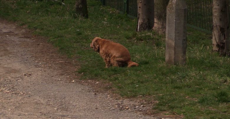 Dezynfekcja w Sosnowcu: Trzymajcie psy z daleka od odkażanych miejsc!