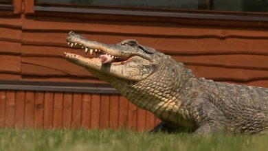 Prywatne ZOO Safari Borysew musiało ograniczyć liczbę pracowników. To tylko jeden z ogrodów zoologicznych które zostały zamknięte z powodu pandemii