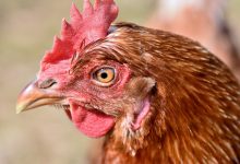 Knurów: włamał się do kurnika i... ukradł kury. Fot. poglądowe pixabay.com