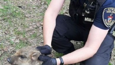 Sosnowiec: warchlak wpadł do dziury. Pomogli strażnicy. Fot. Sosnowiec.pl