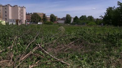 Katowice: Nielegalna wycinka drzew na Strzeleckiej? Ekolodzy zawiadomili policję