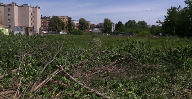 Katowice: Nielegalna wycinka drzew na Strzeleckiej? Ekolodzy zawiadomili policję