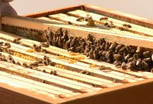 Kto wytruł 2 miliony pszczół? Policja szuka zwyrodnialca! (fot.poglądowe - archiwum TVS)